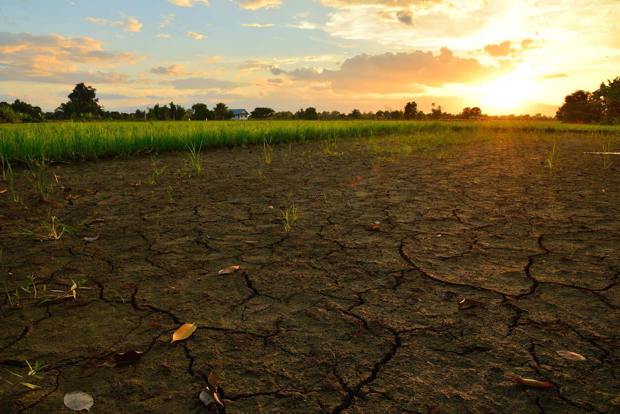 crack and dry ground at rice field with sunlight