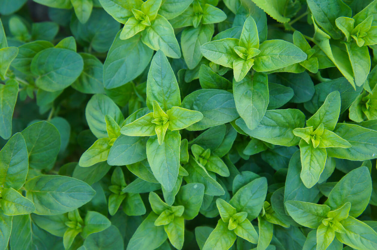 origanum vulgare compactum or oregano green herb