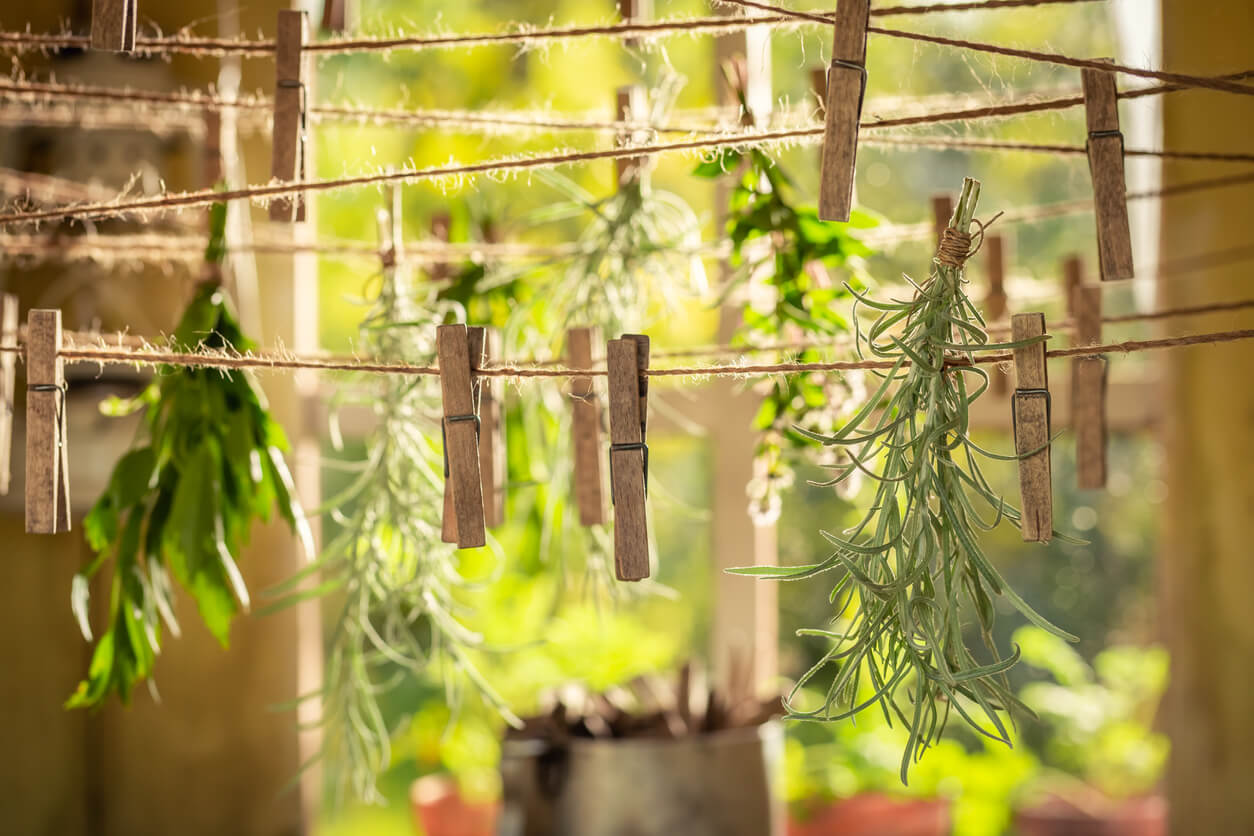 herbal dryer with herbs dried on laundry lines