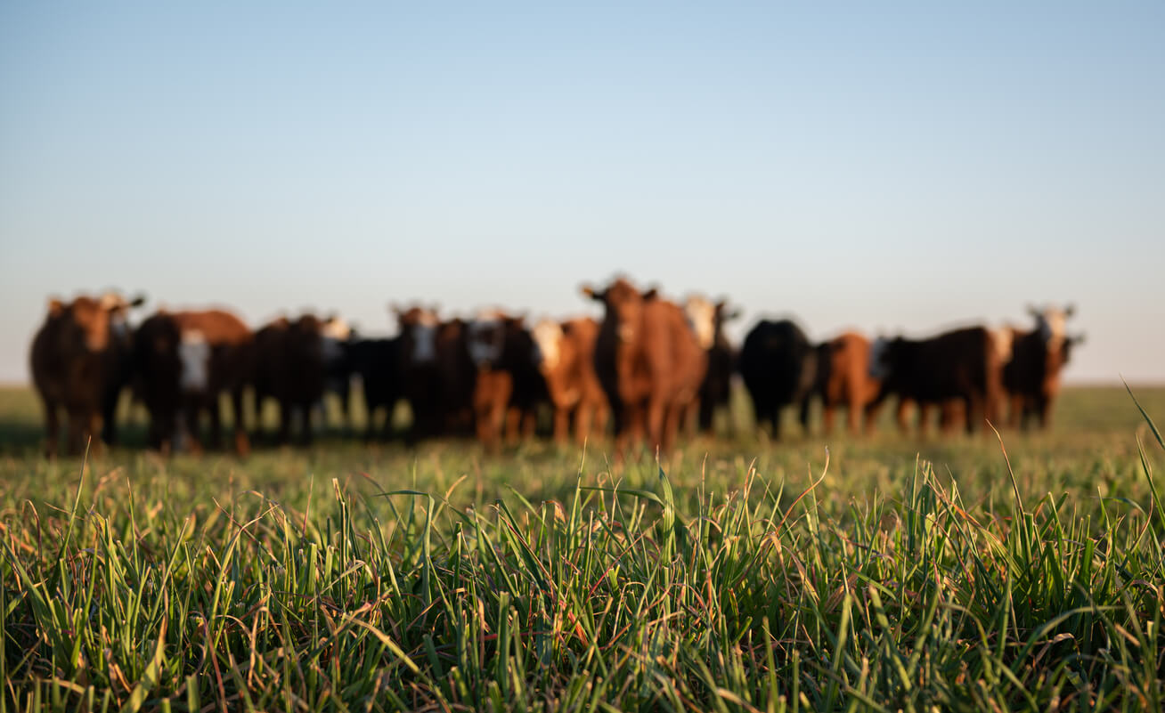 herd of young cows