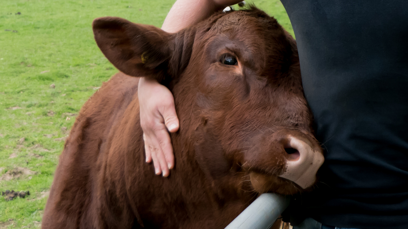 Cow enjoys human hug