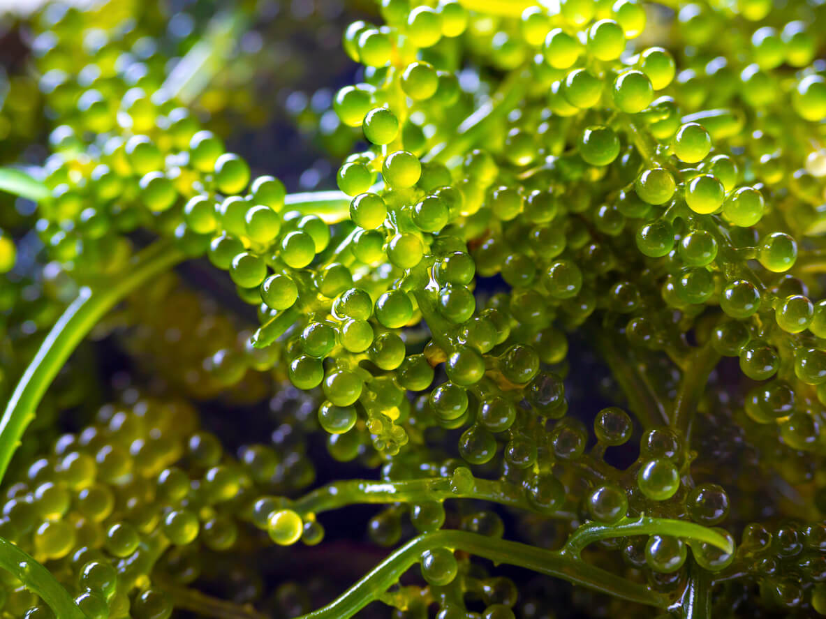 close up grapes seaweed