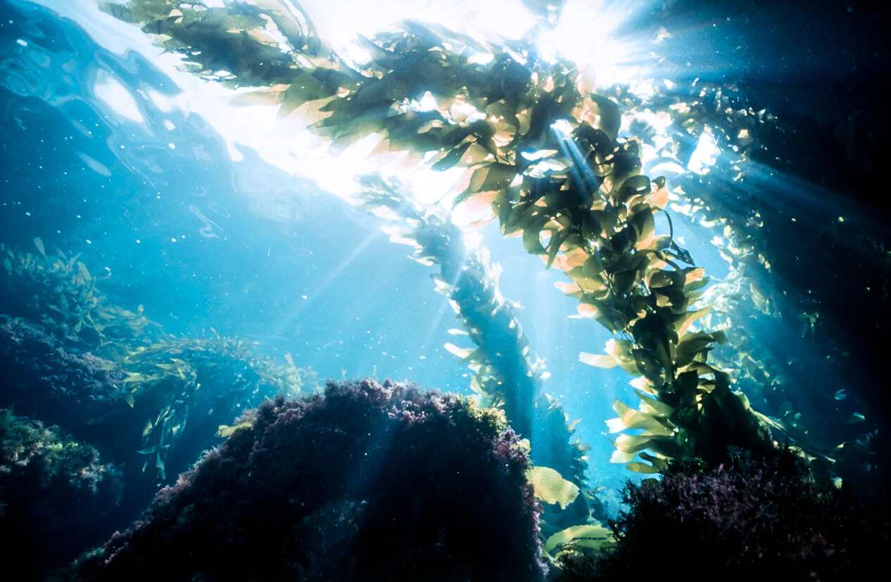 kelp forest sunshine