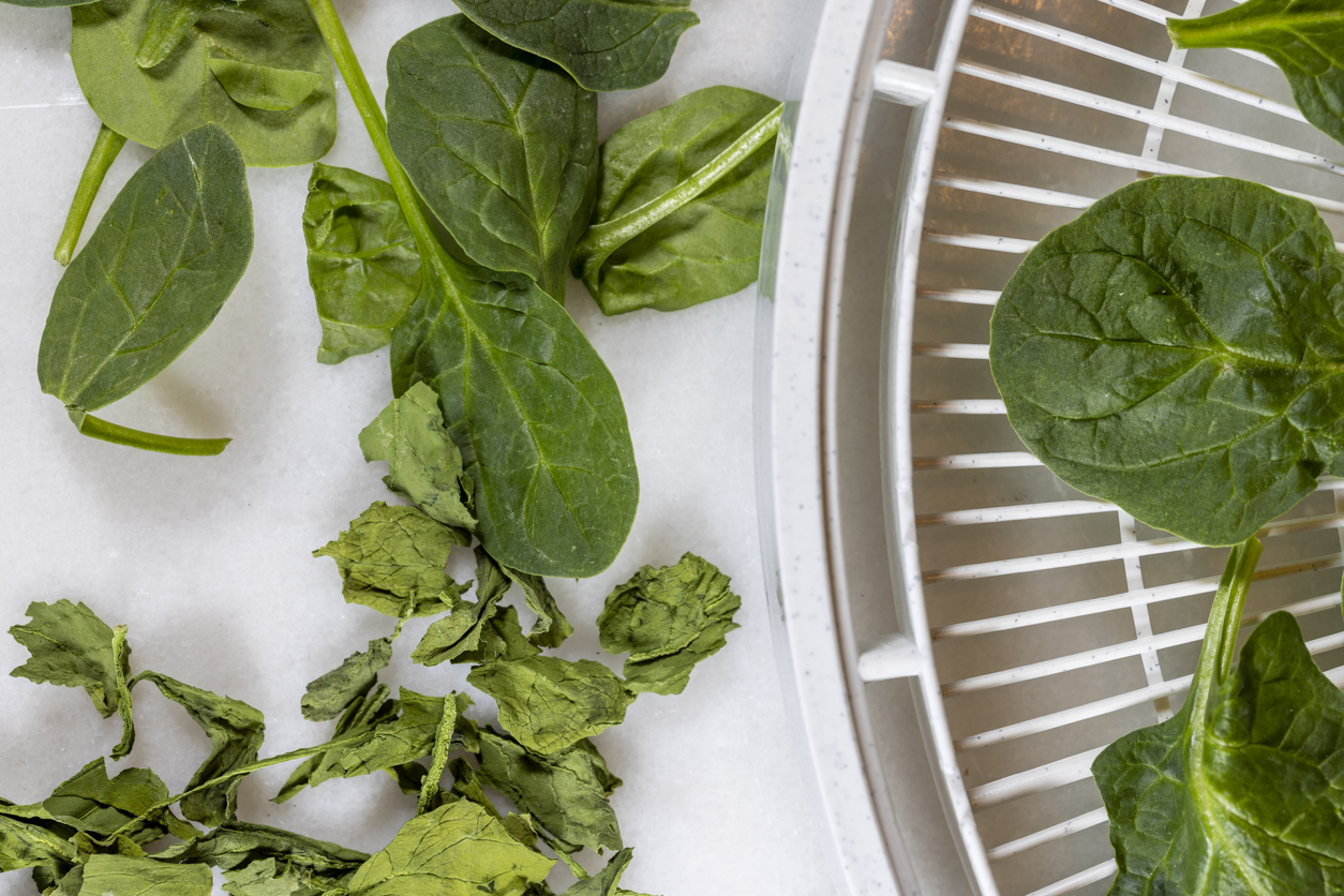 Raw and dried spinach leaves on with a food dehydrator tray for food preservation