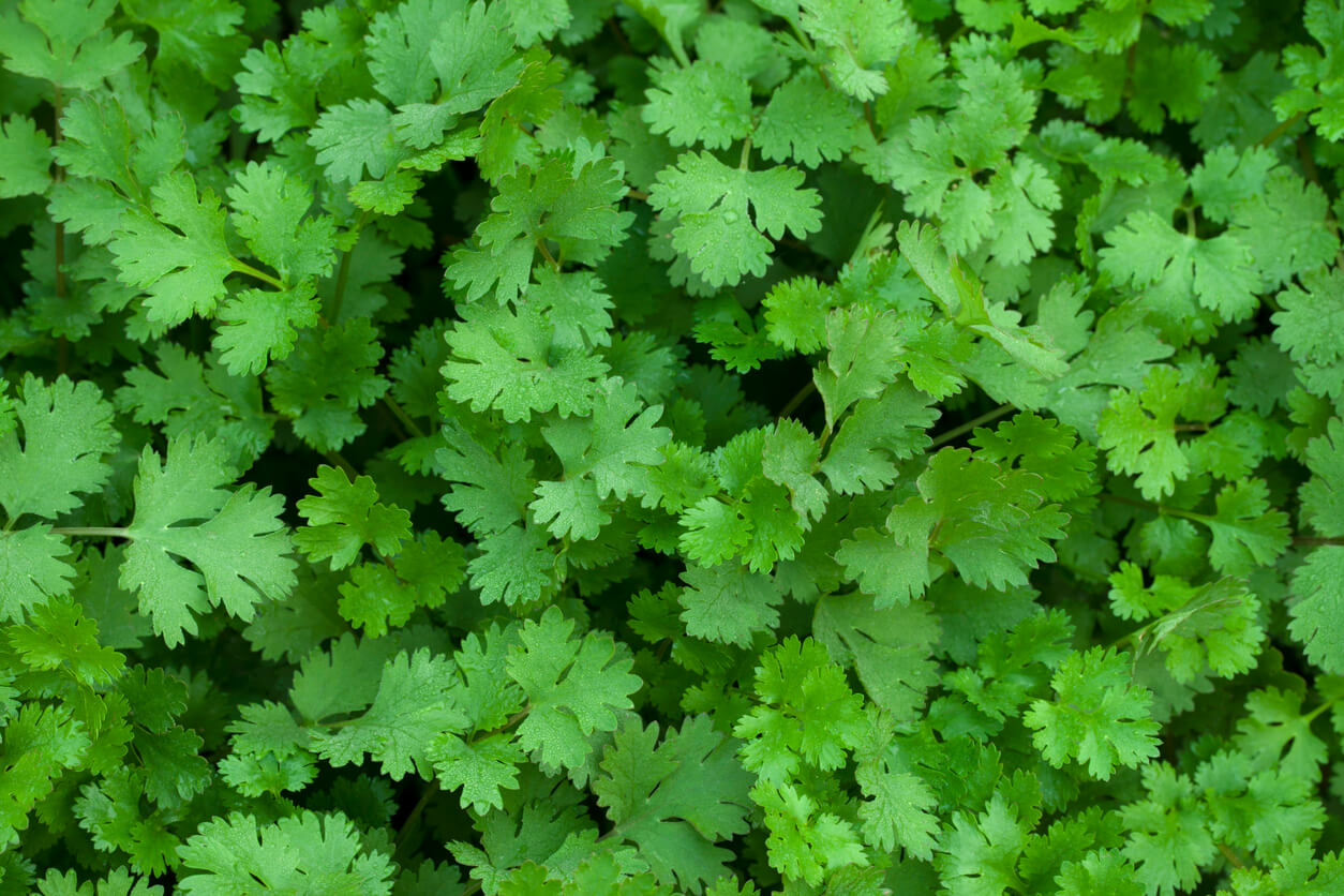 coriander field