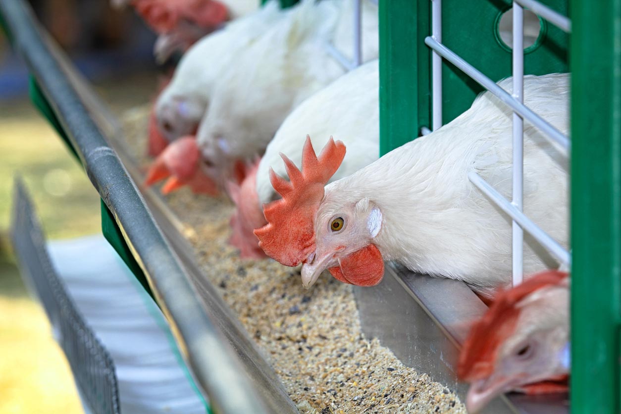 white chickens contained poultry farm