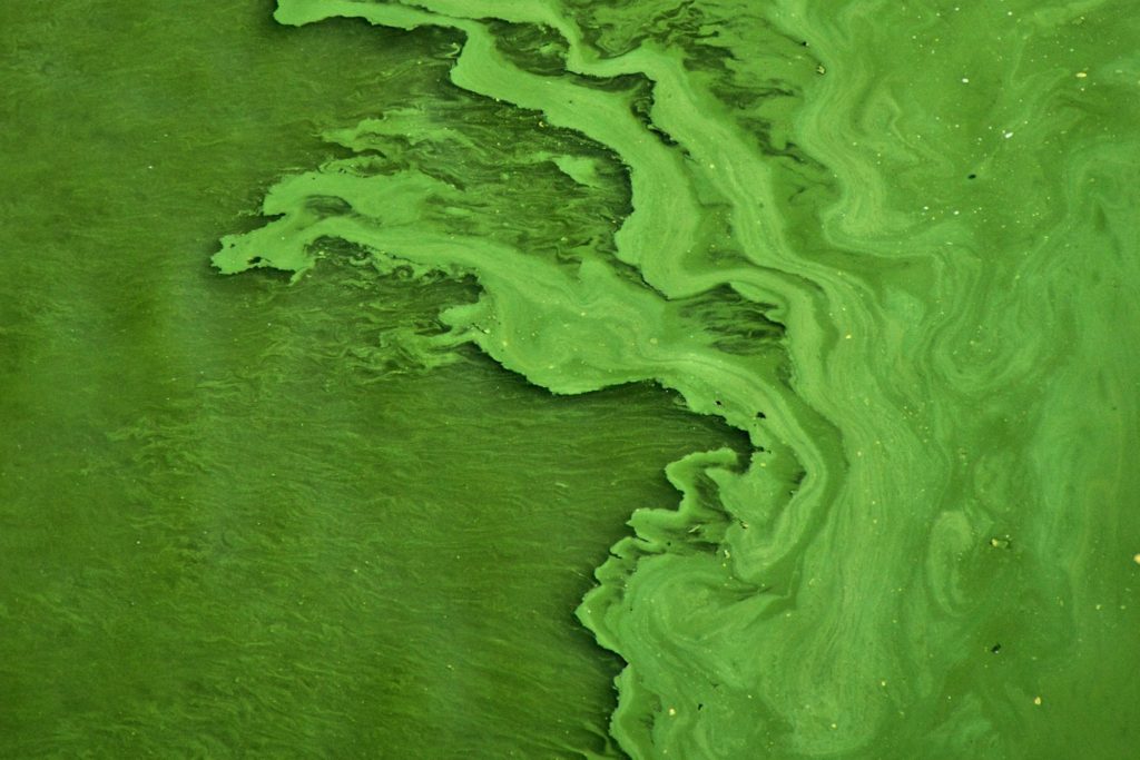 Green algae